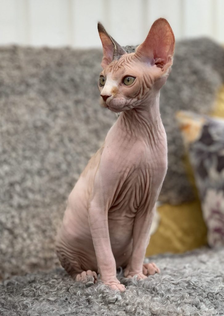 sphynx tortie