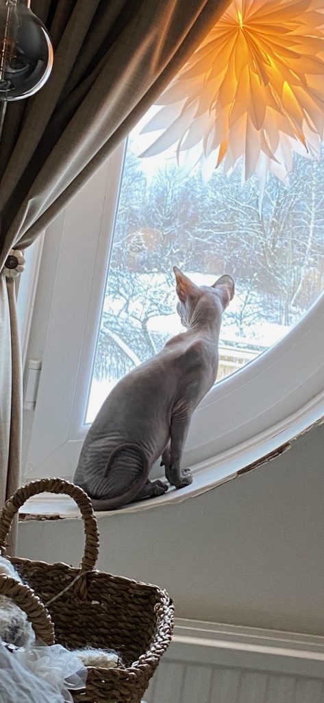 mara valto sphynx avelshane