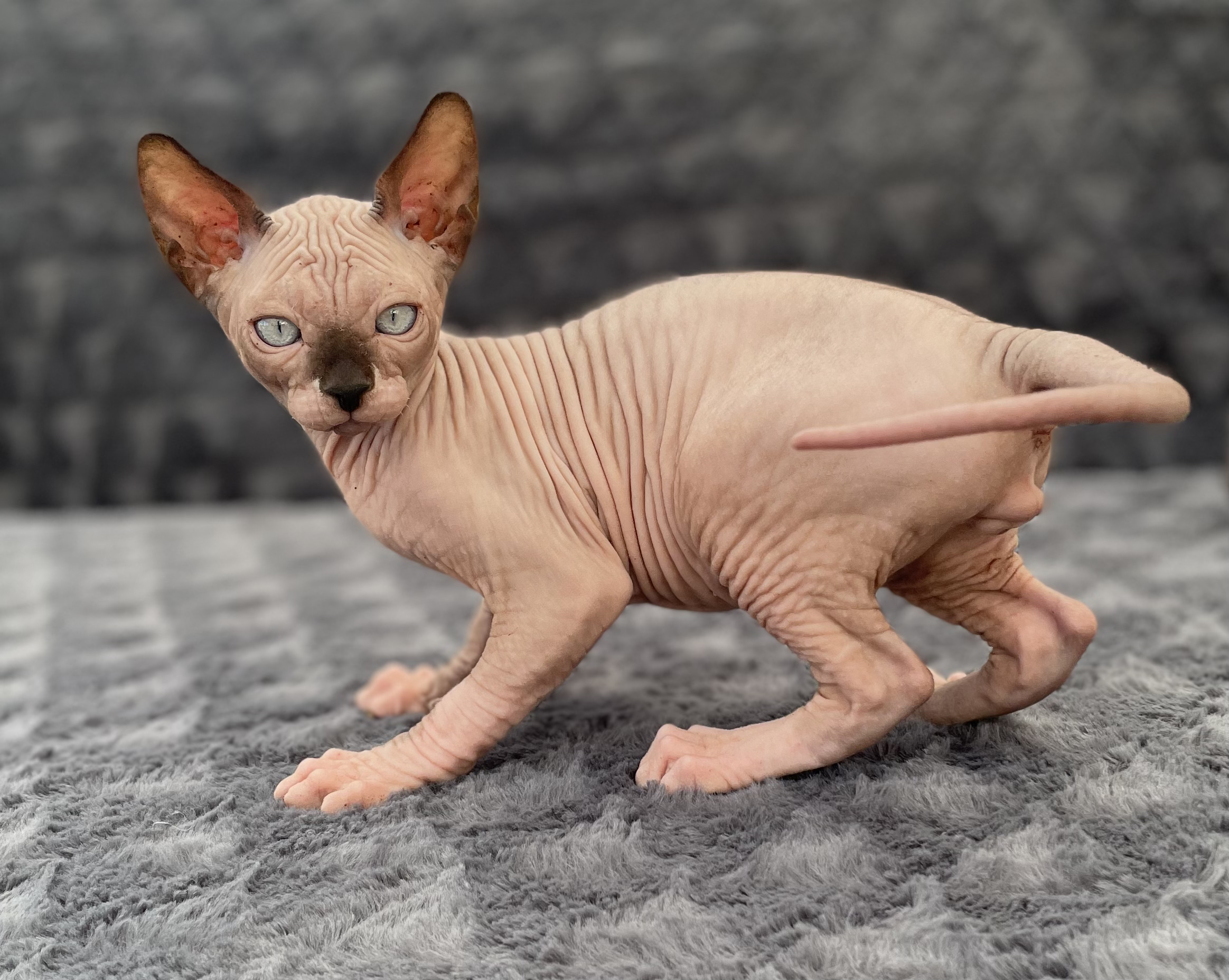 sphynx