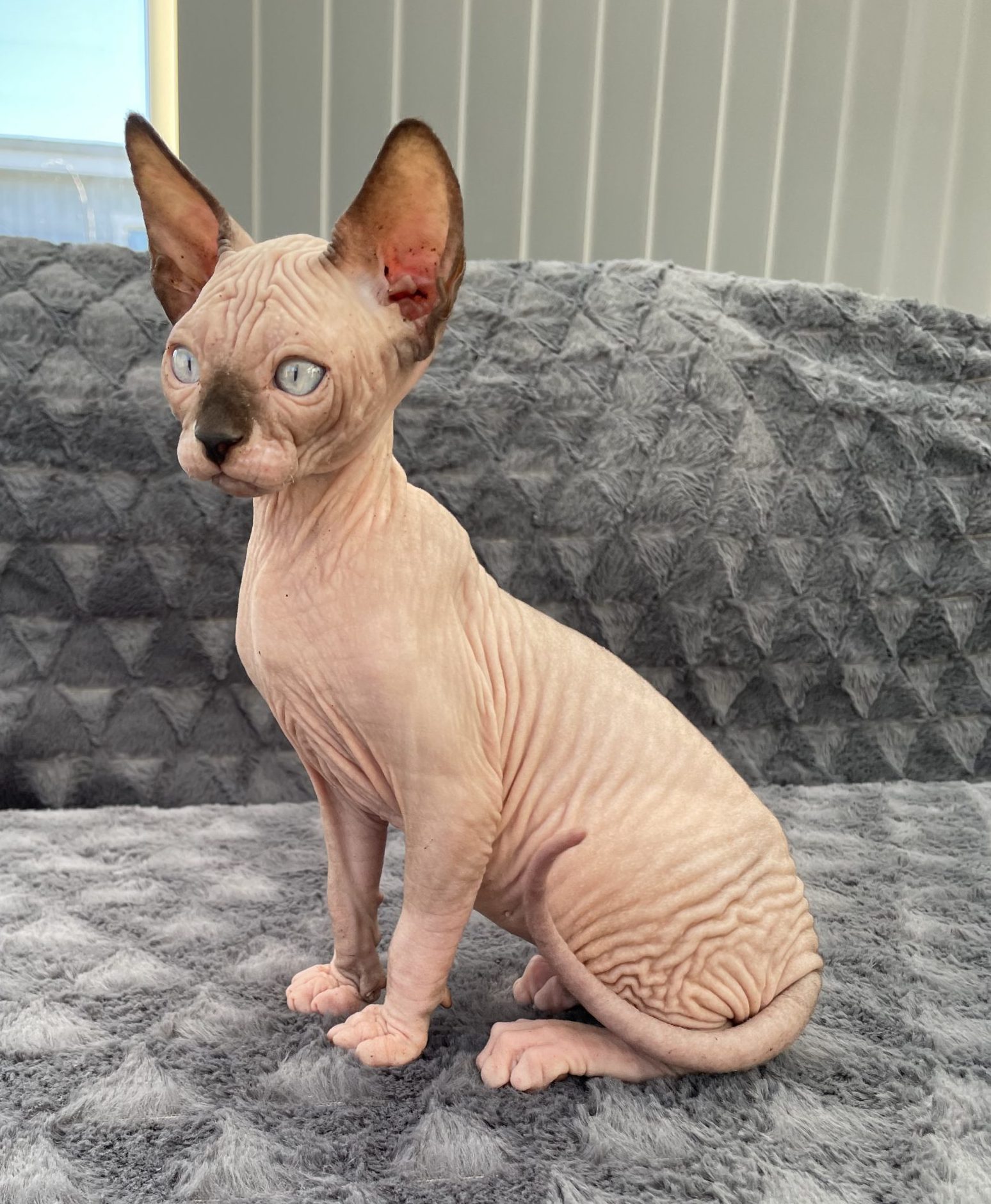 sphynx