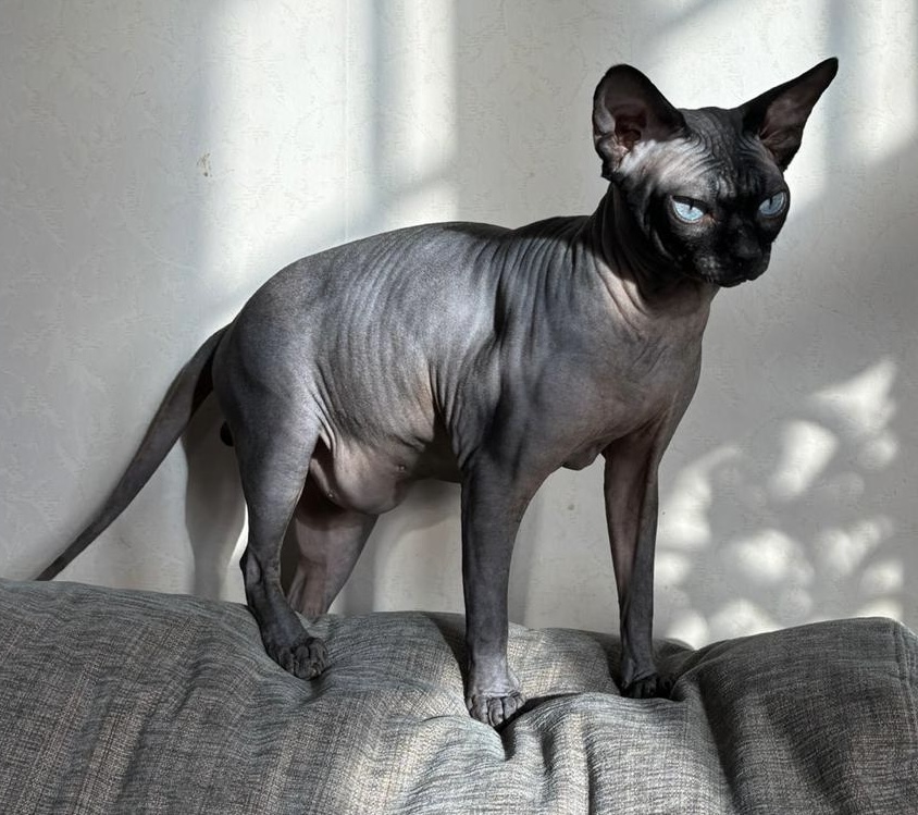 sphynx svartmaskad uppfödare