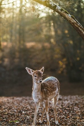 workshop mindful in't bos