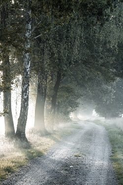 Lichttaal Desiree Overeem
