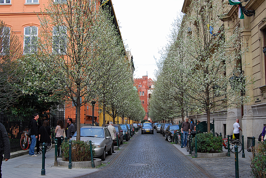 Denna bild har ett alt-attribut som är tomt. Dess filnamn är 2019blommandeträdgatan.jpg