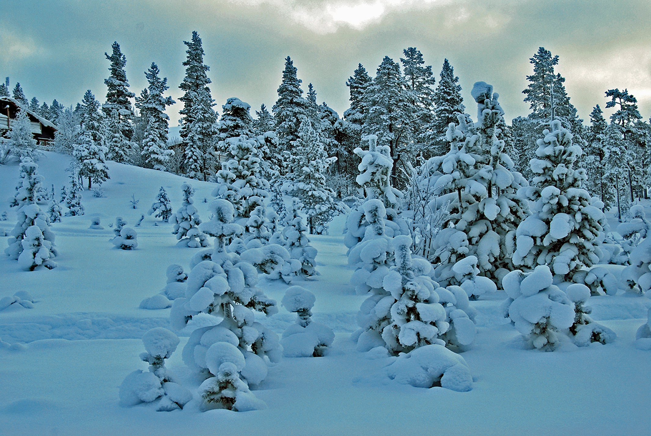 Denna bild har ett alt-attribut som är tomt. Dess filnamn är Tandådalenmycketsnöträd2019.jpg