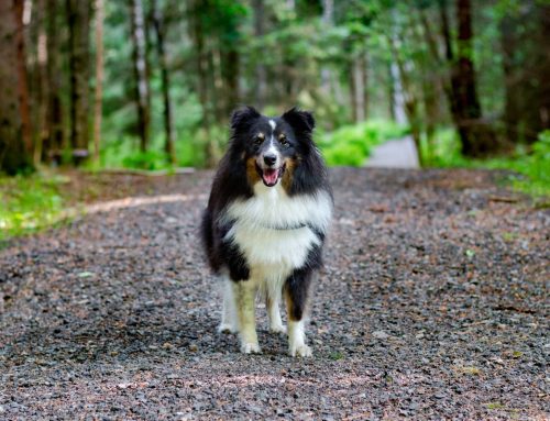 7 Ways To Enrich Your Dog’s Walk