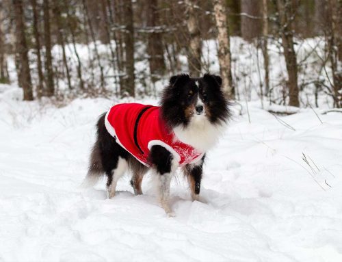 Dog Safety Tips For The Holidays