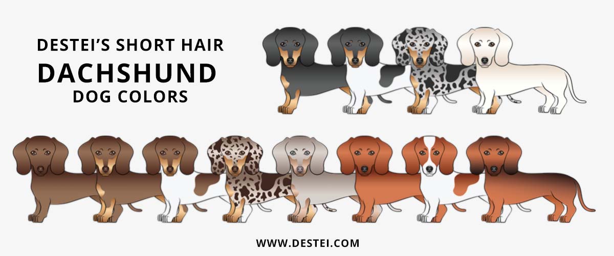 Destei's Smooth Coat Dachshund Dog Colors