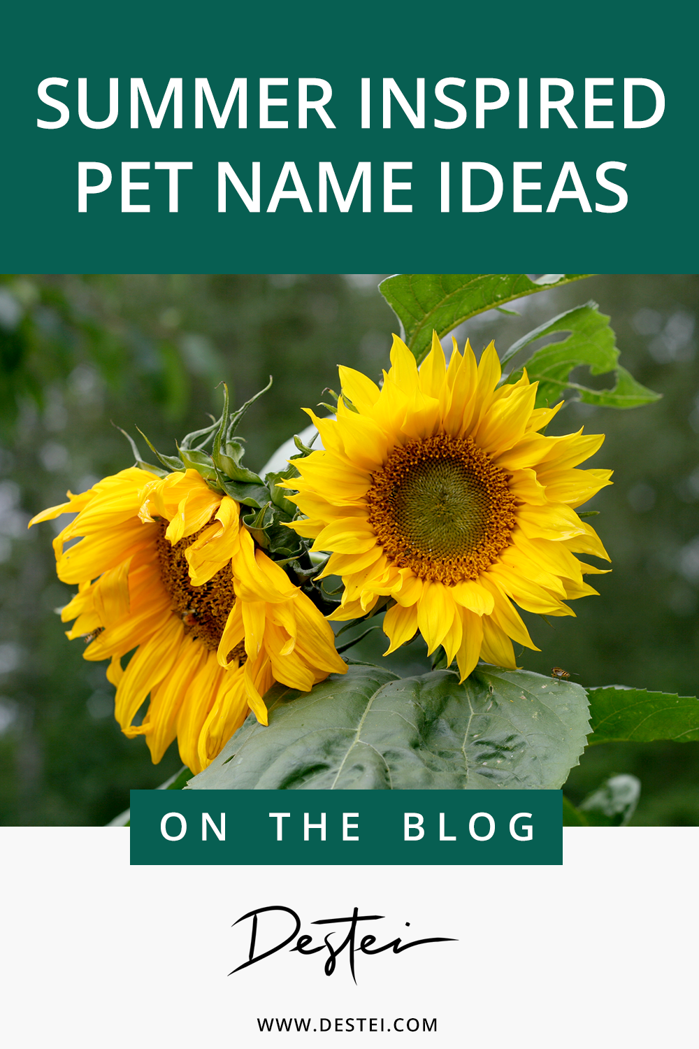 Summer Inspired Pet Name Ideas By Destei