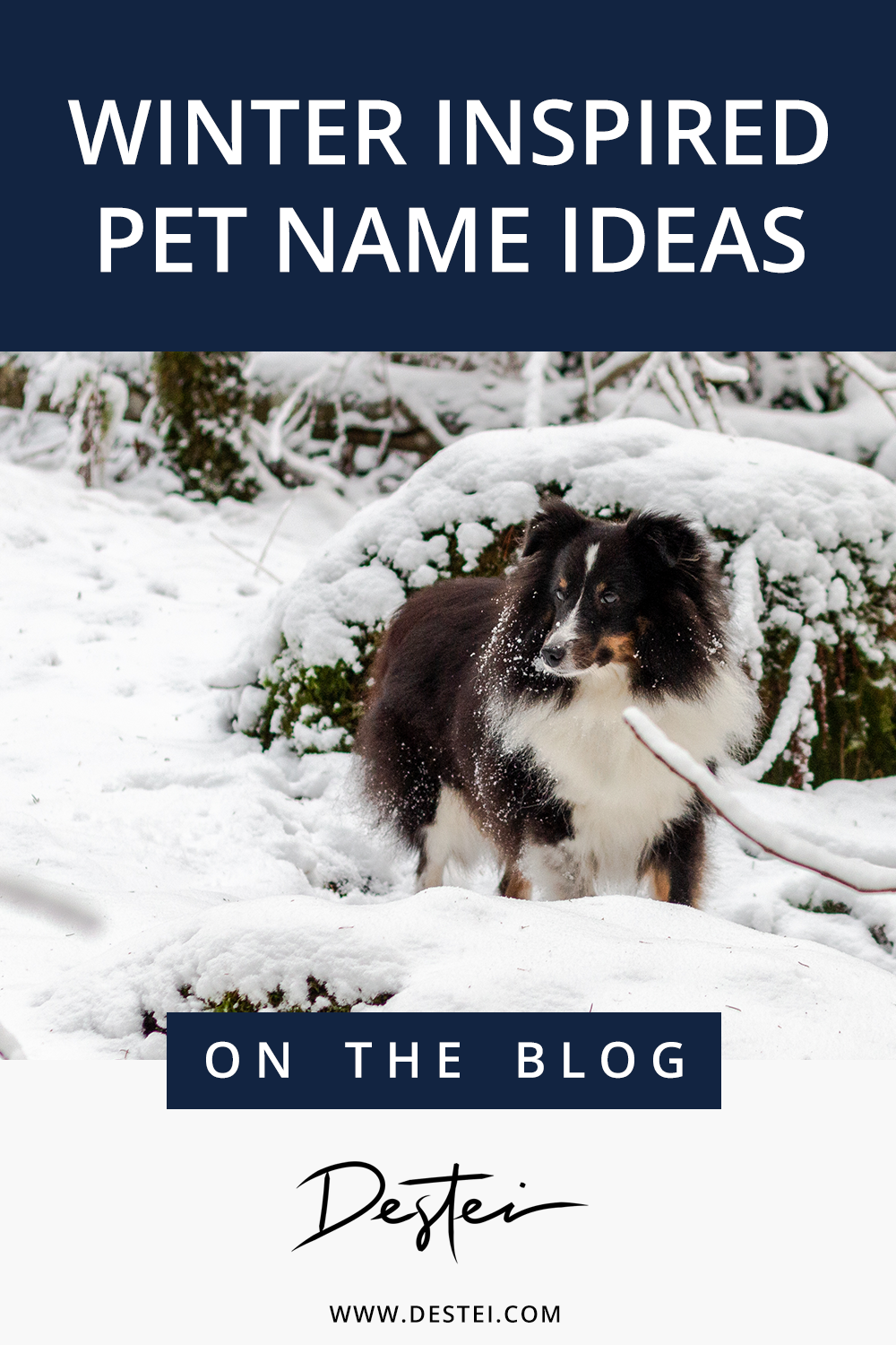 Winter_Inspired_Pet_Name_Ideas_Destei_Blog