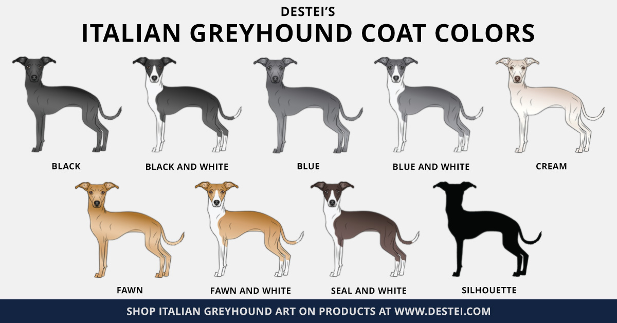 Italian Greyhound Coat Colors And Designs By Destei