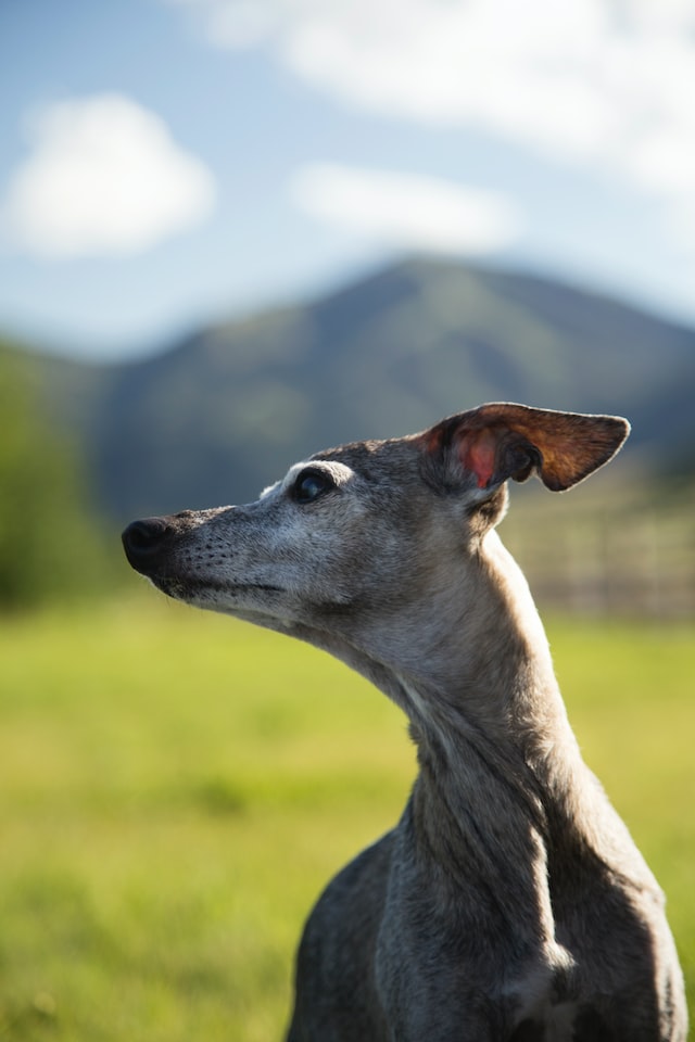 Italian Greyhound Dog Portrait