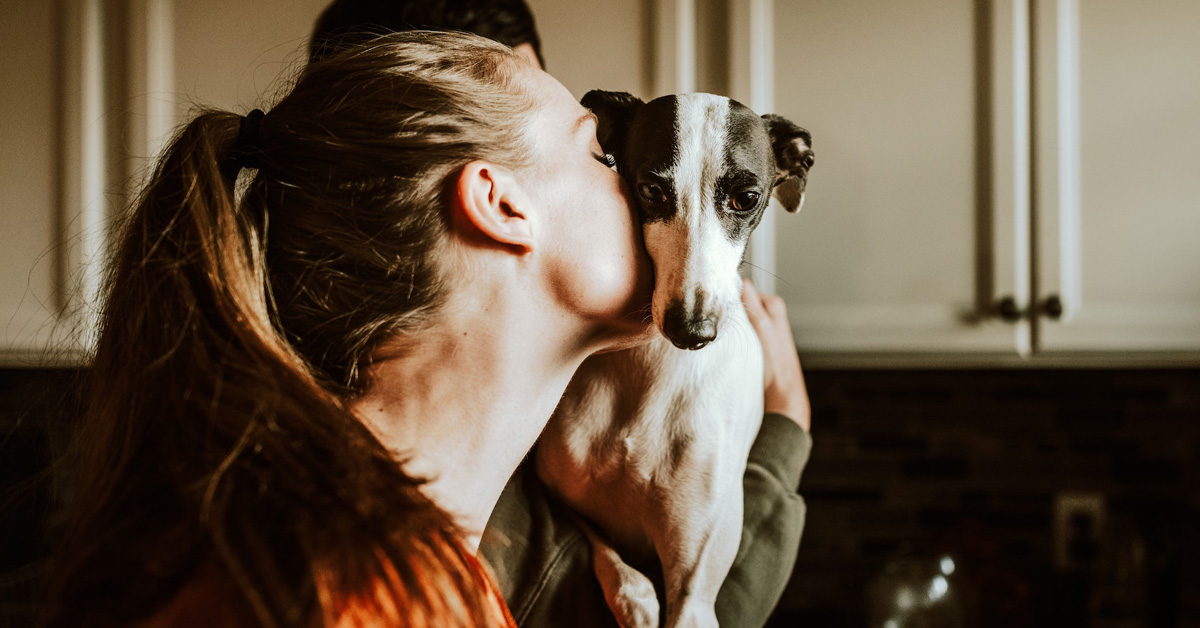 Italian Greyhound With A Woman