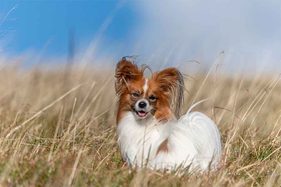 Red_Brown_Papillon_Photograph