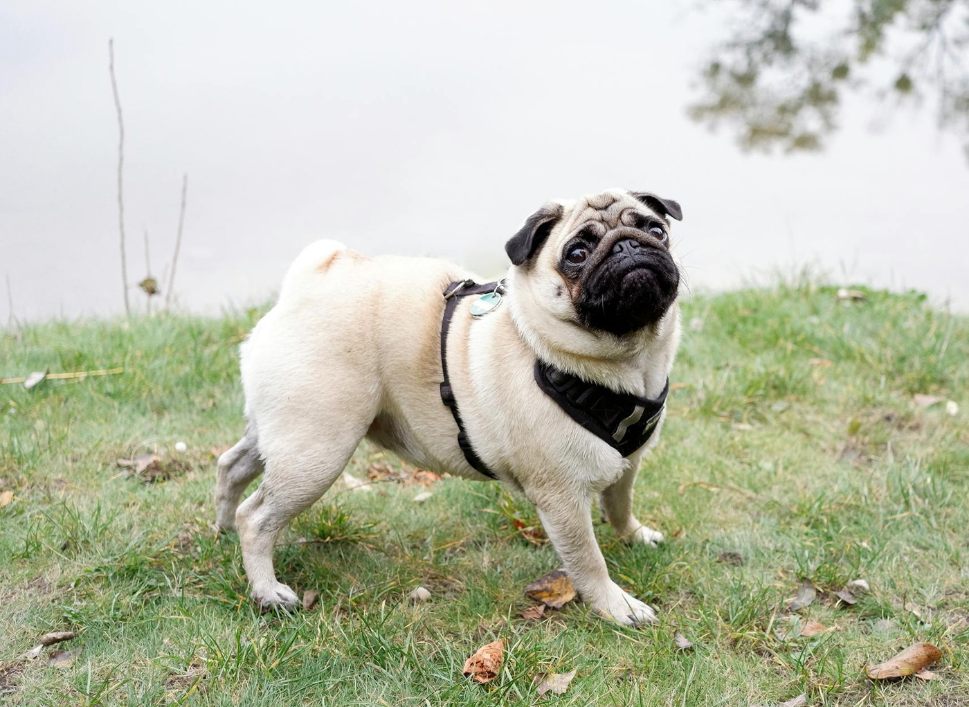 Pug Dog