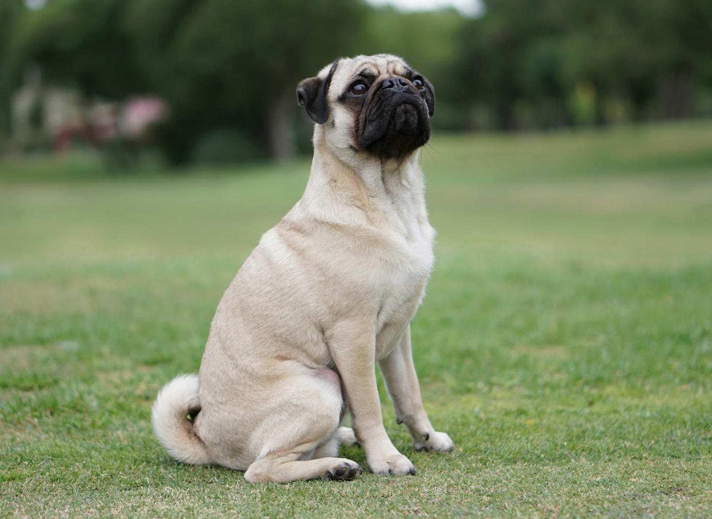 Pug Dog