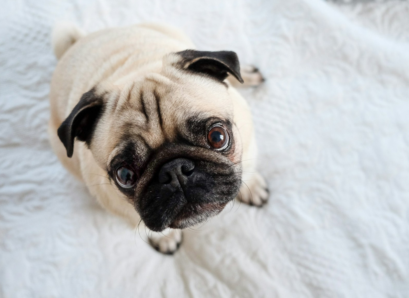 Pug Dog