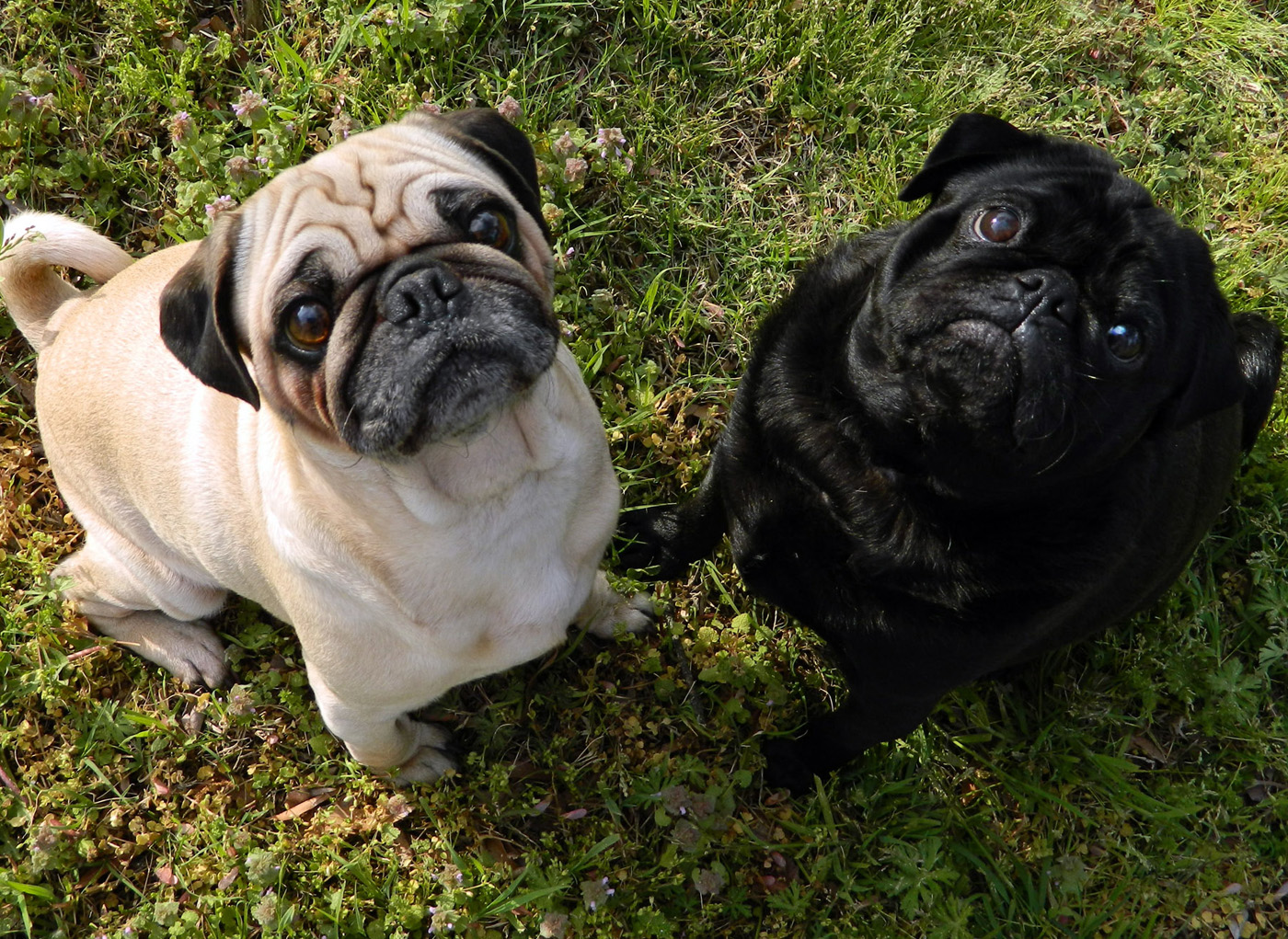 Fawn Pug Dog And Black Pug Dog