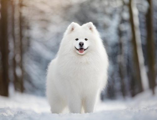 Pet Name Inspiration For White Color Pets