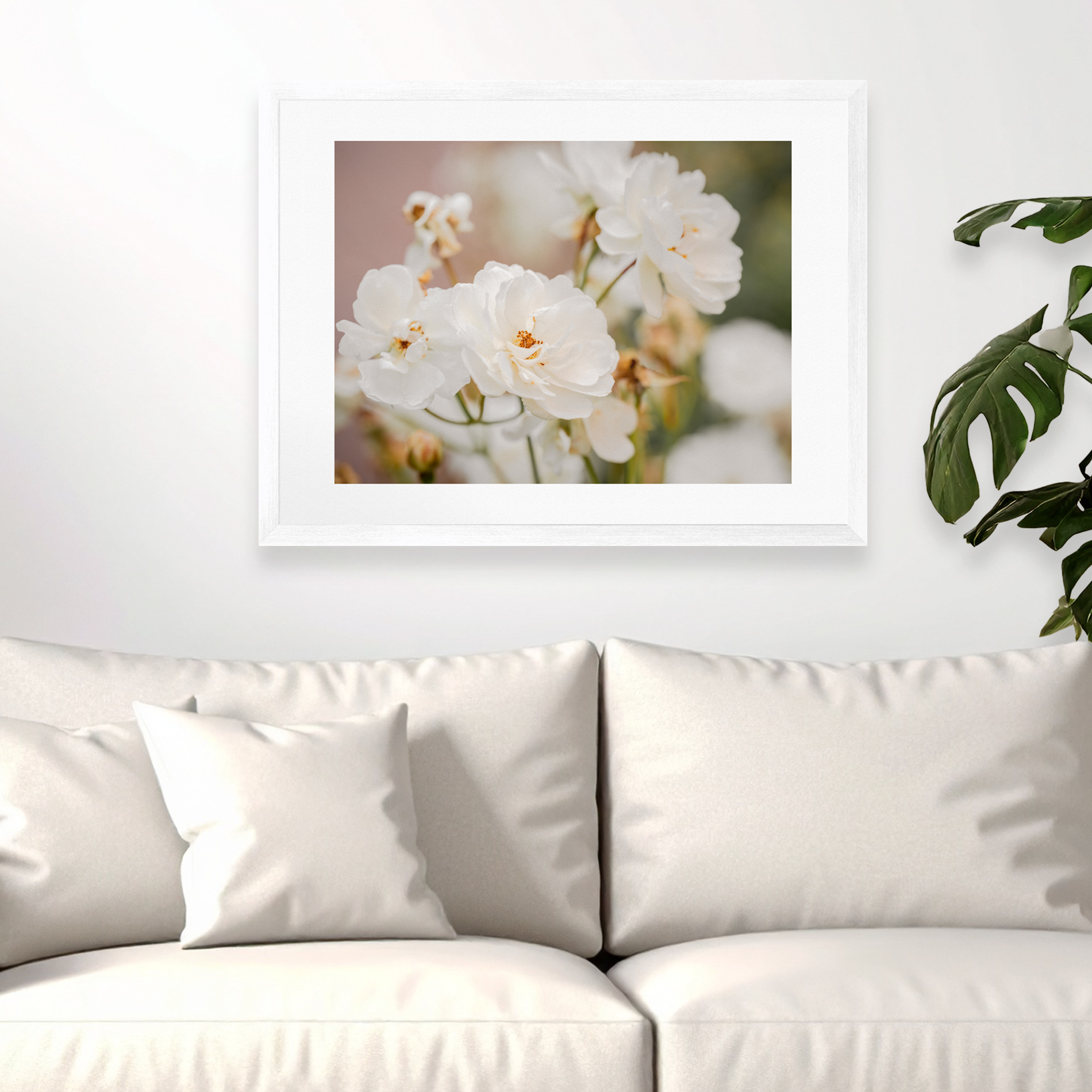 White Korbin Roses