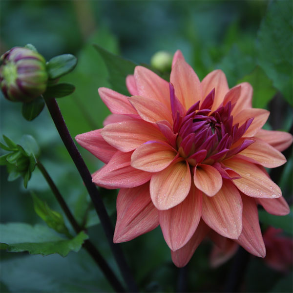 Trädgård Dahlia American Dawn