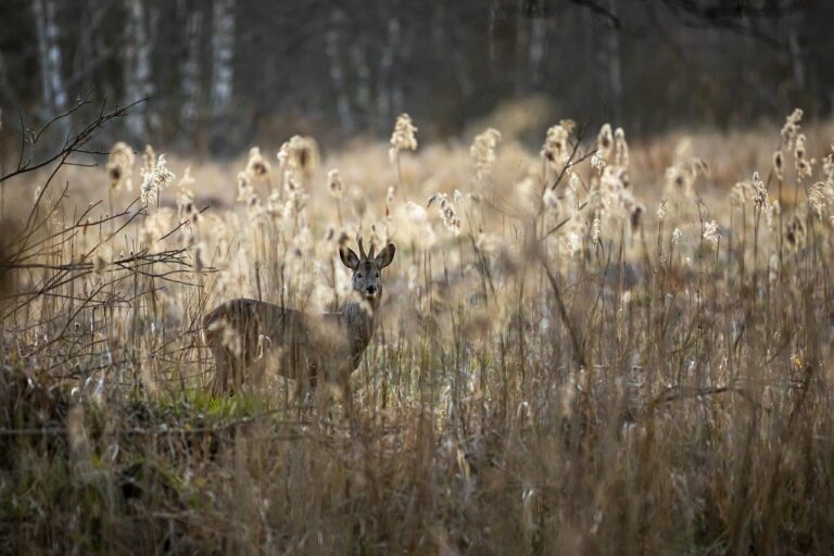 european roe deer, capreolus capreolus, forest