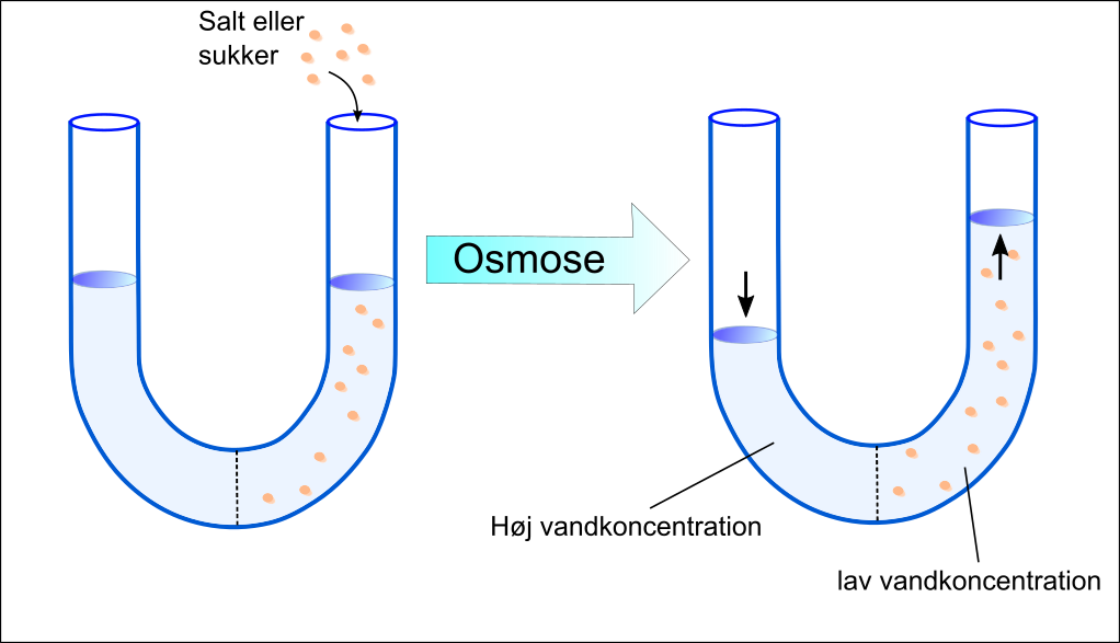 Osmose og diffusion