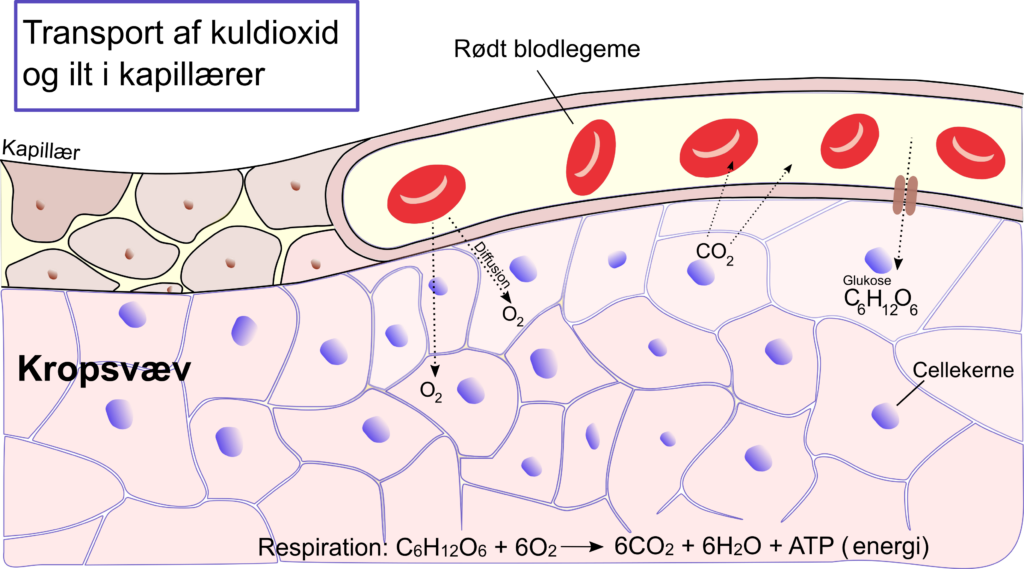 kapillær i kroppen hvor der sker diffusion af co2 ud til cellerne og vand presses ud i vævet ved tryk