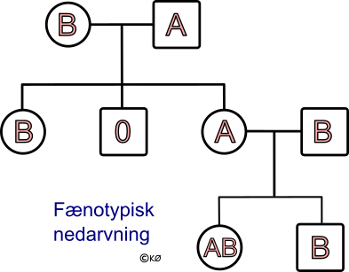 fænotypisk stamtræ med blodtyperne A, B, AB og 0