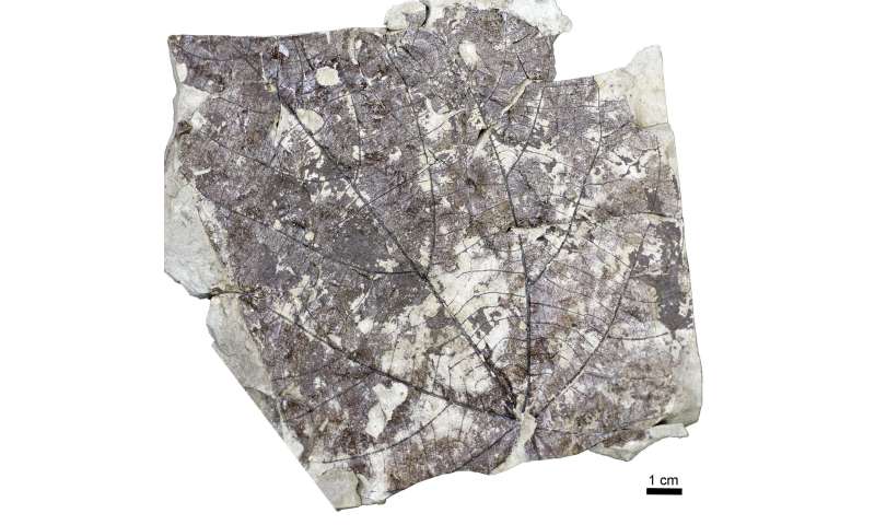 Miocene period fossil forest of Wataria found in Japan