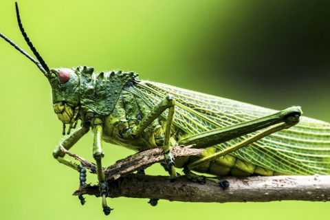 Foto: Elegance Nairobi, Unsplash