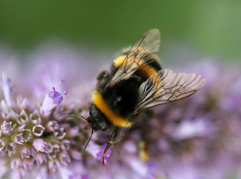 Bijen in de tuin zijn belangrijk Biodiversiteit in mijn tuin vergroten