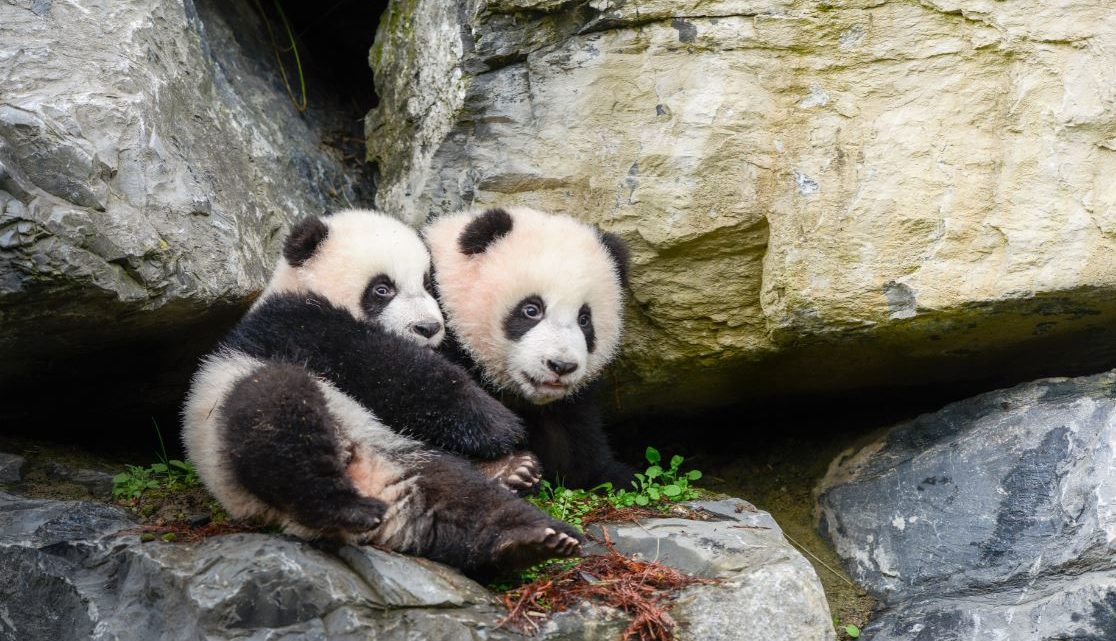 Babypanda’s Bao Di en Bao Mei zetten stapje in de wijde wereld