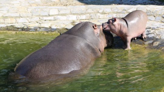 Nijlpaardje geboren in Pairi Daiza