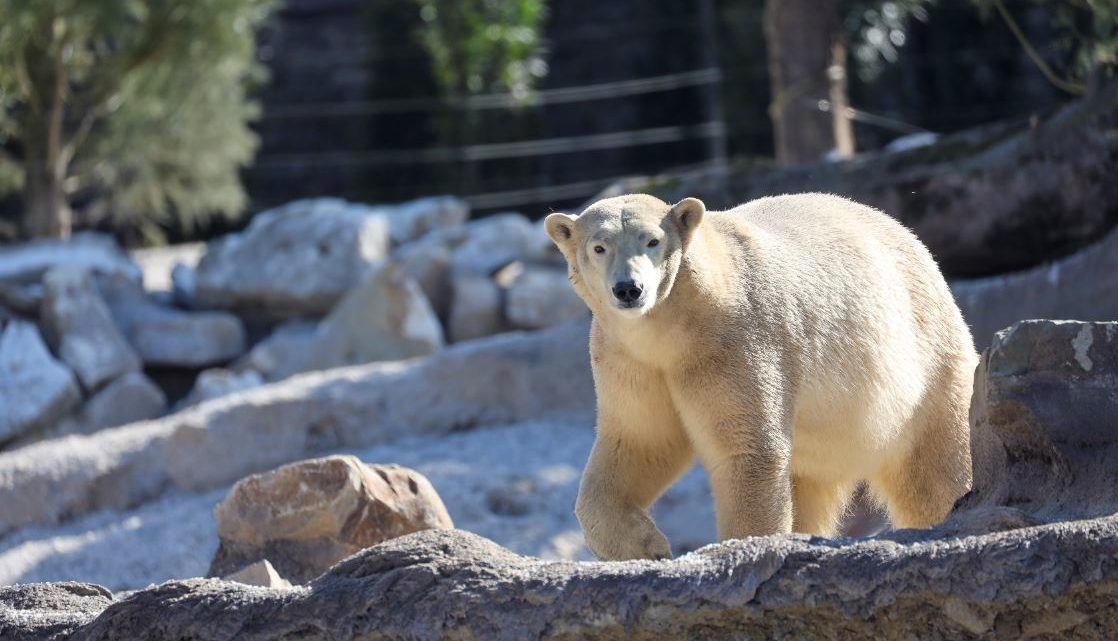 Pairi Daiza verwelkomt ijsberen in nieuw verblijf