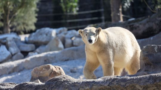 Pairi Daiza verwelkomt ijsberen in nieuw verblijf