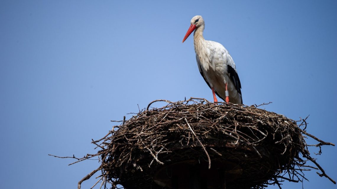 Eerste eieren bij de ooievaars in ZOO Planckendael