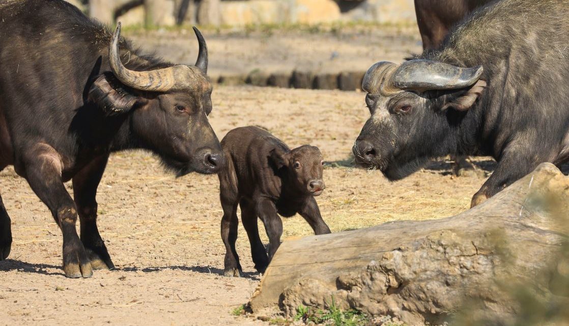 Gezinsuitbreiding bij de Kaapse buffels van Pairi Daiza