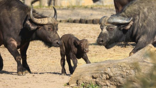 Gezinsuitbreiding bij de Kaapse buffels van Pairi Daiza