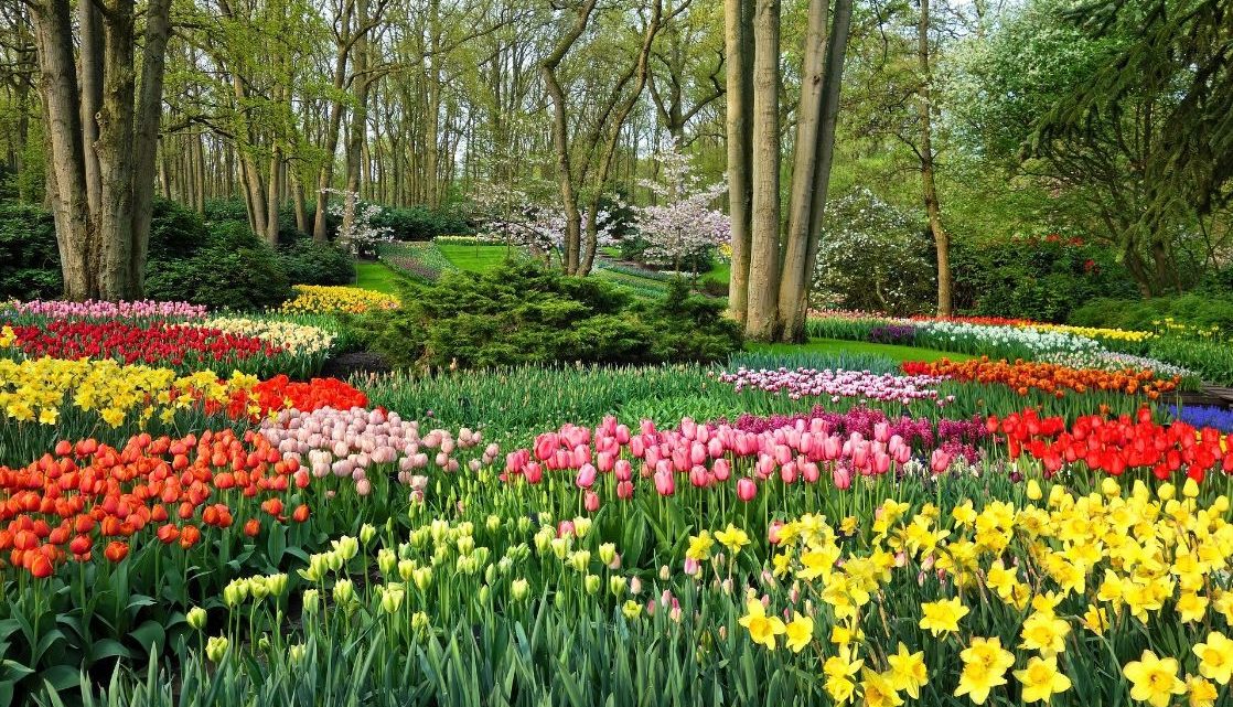 Een virtuele wandeling door Keukenhof, het mooiste lentepark ter wereld