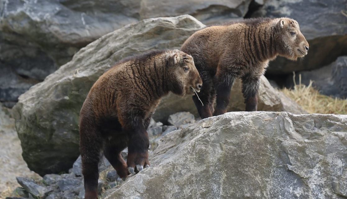 Chinese gouden takins geboren in Pairi Daiza