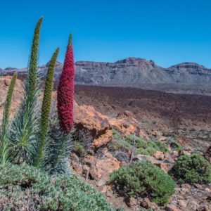 tenerife-1388832_1920