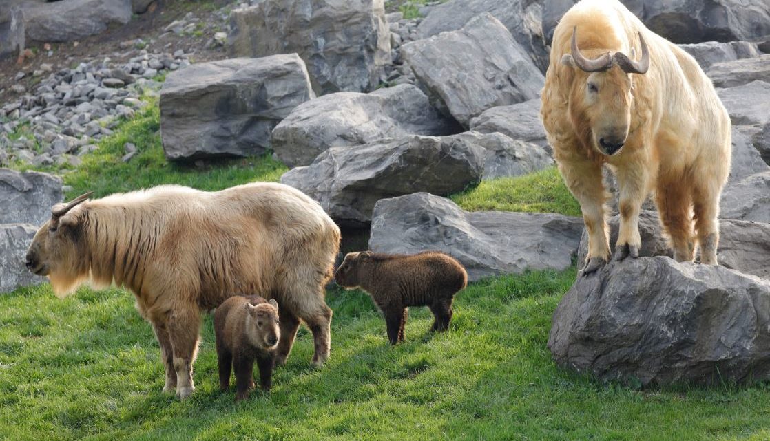 Pairi Daiza zet poorten open voor dagbezoekers