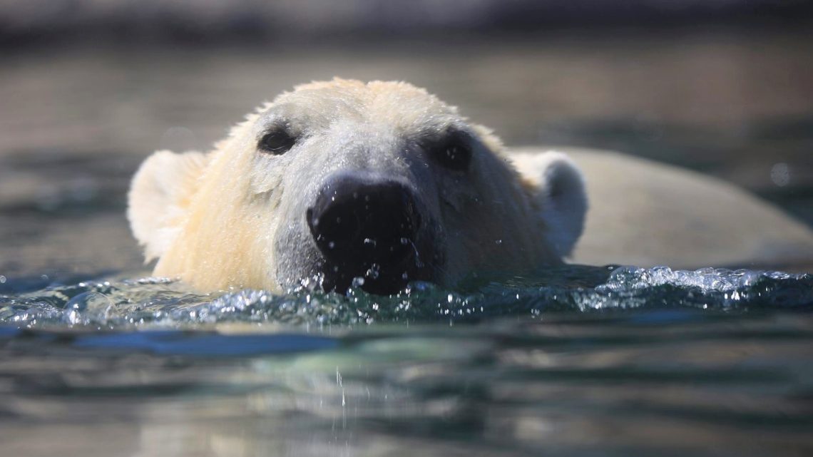 Pairi Daiza is “Ambassadeur van de Noordpool”