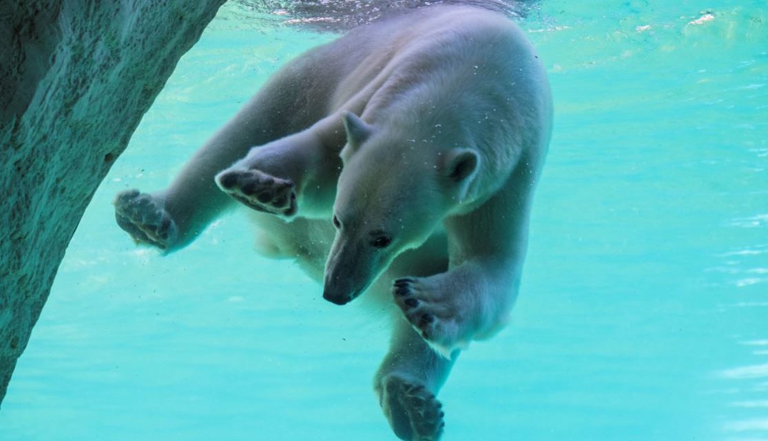 Op wereldreis in eigen land? Pairi Daiza opent 50 nieuwe kamers tussen ijsberen en walrussen