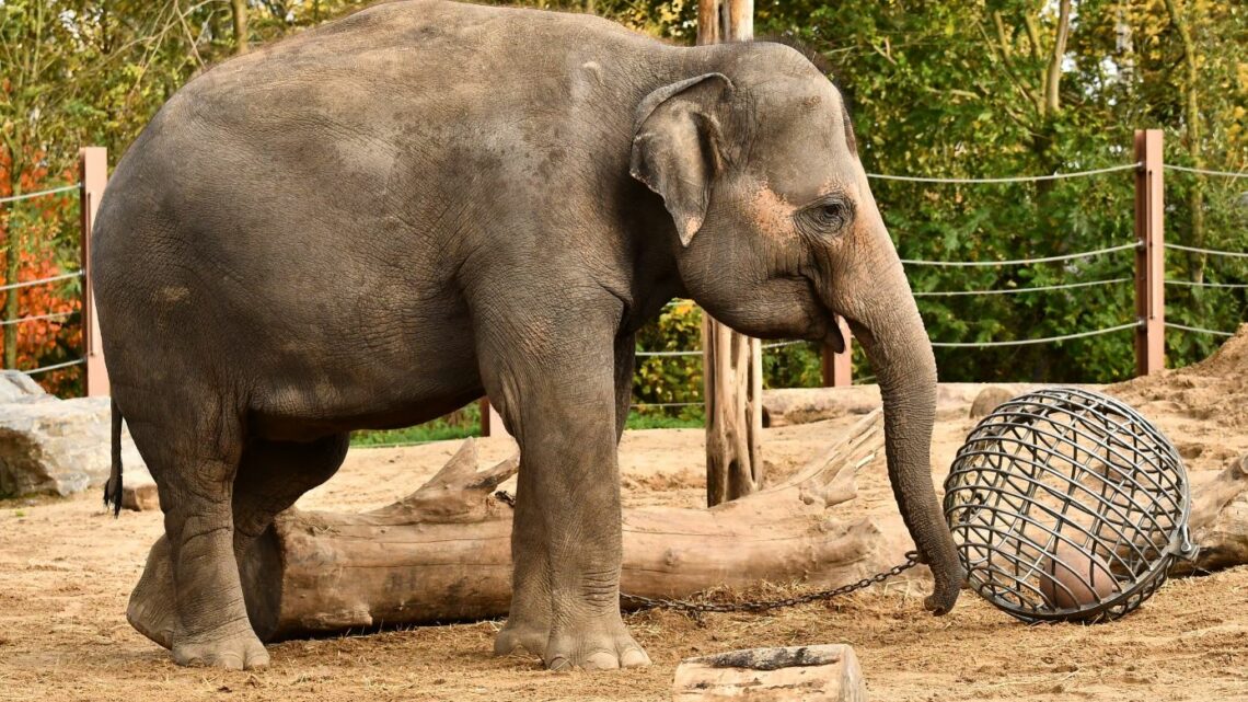 Pairi Daiza verwacht derde olifantengeboorte in twee jaar