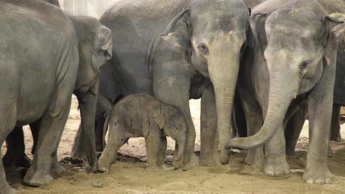 Aziatisch olifantje geboren in Pairi Daiza