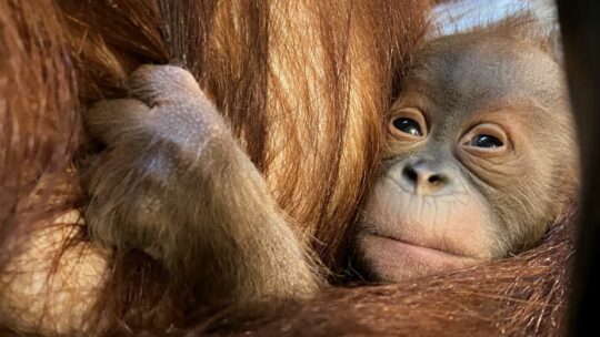 Blijde geboorte van kleine orang-oetan in Pairi Daiza