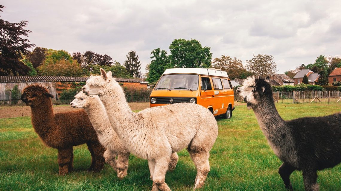 Slapen tussen de schapen, de koeien en de alpaca’s: De leukste adresjes voor een staycation in de natuur