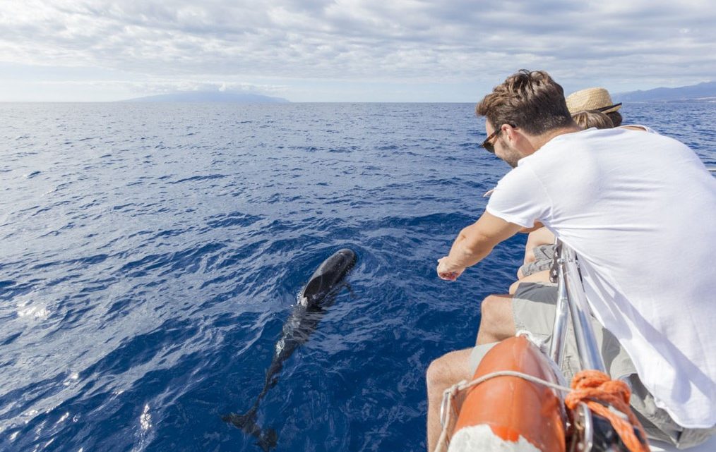 Kust van Tenerife benoemd tot eerste Europese ‘Whale Heritage Site’